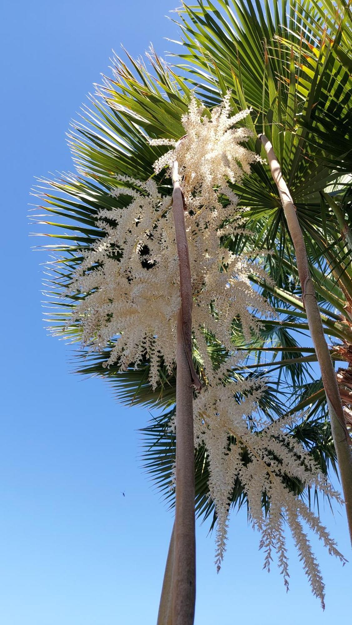 Las Palmeras ปูแอร์ติโต เด กวีมาร์ ภายนอก รูปภาพ